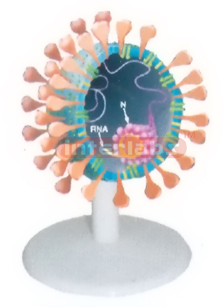 SARS VIRUS ANATOMICAL MODEL